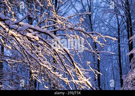 Alberi decidosi coperti di neve all'alba, illuminati da luci su una casa nel Michigan centrale, Stati Uniti Foto Stock