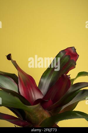 neoregelia carolinae con fondo giallo Foto Stock