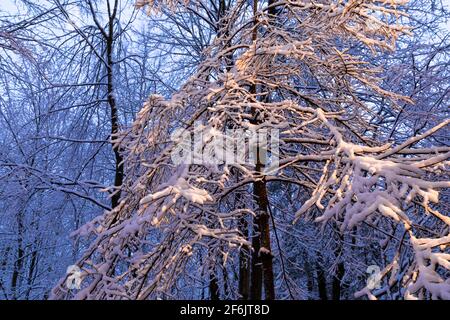 Alberi decidosi coperti di neve all'alba, illuminati da luci su una casa nel Michigan centrale, Stati Uniti Foto Stock