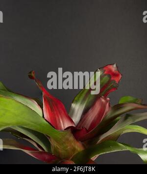 neoregelia carolinae con fondo nero Foto Stock