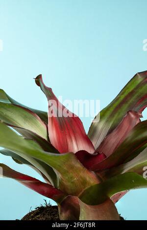 neoregelia carolinae con sfondo blu Foto Stock