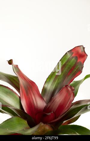 neoregelia carolinae con fondo bianco Foto Stock