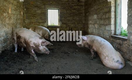 Tre piccoli maiali in una casa di mattoni. Animali da fattoria in maialino tradizionale. Foto Stock