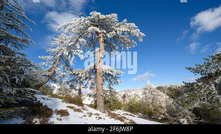 Stand alone vecchio pino nero nella neve durante l'inverno nei monti Troodos, Cipro Foto Stock