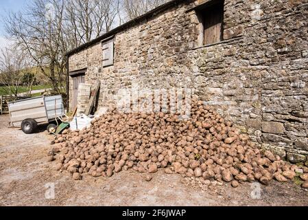 Alimentazione di stock di inverno a Halton Gill Foto Stock