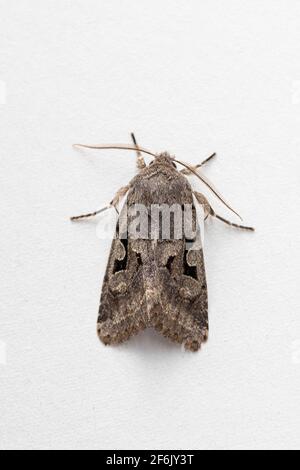 Personaggio ebraico Moth (Ortossia gotica) Foto Stock