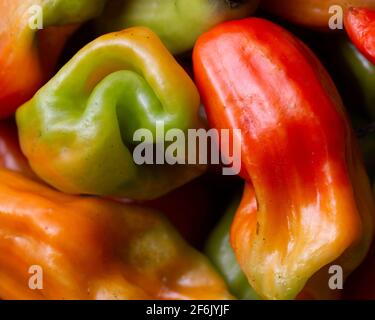 pimenta de cheiro, peperoncino Foto Stock