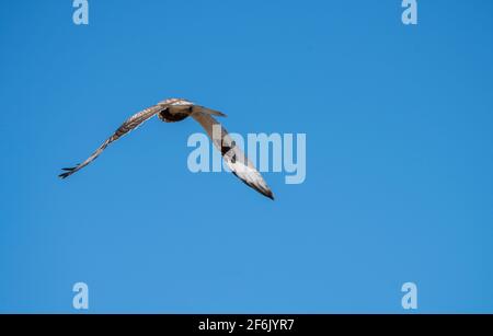 Falco con legature in volo Prairie Saskatchewan Foto Stock