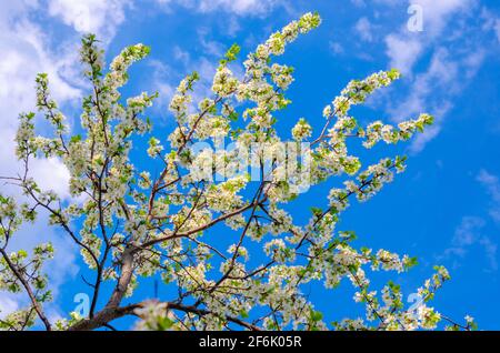 Fiori bianchi in fiore su rami di prugna contro un cielo blu. Foto Stock