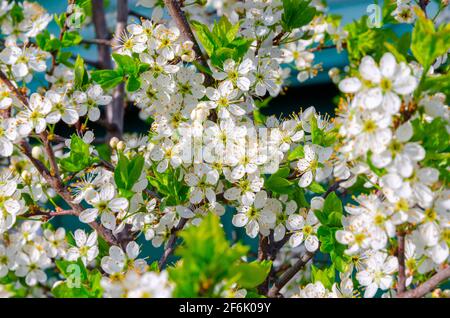 Fiori bianchi in fiore su rami di ciliegia nel frutteto Foto Stock