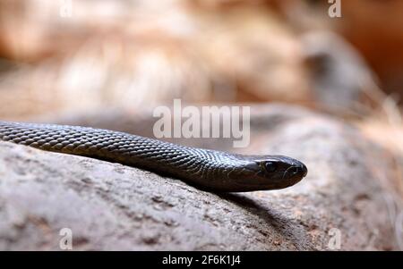 Taipan interno (Oxyuranus microlepidotus), il serpente più velenoso del mondo che vive in Australia. Foto Stock