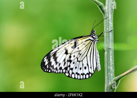 Tropical Butterfly Paper Kite o Large Tree Nymph ( idea leuconoe ) seduto sul gambo della pianta. Foto Stock