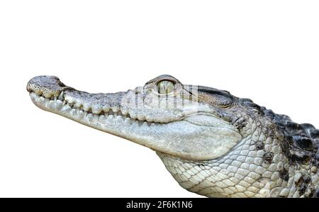 Coccodrillo d'acqua dolce ( Crocodylus mindorensis ) isolato su sfondo bianco. Lucertola residente in Filippine. Foto Stock