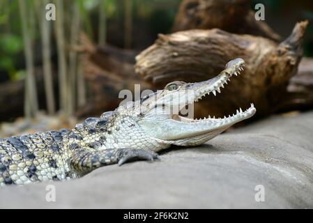 Coccodrillo d'acqua dolce ( Crocodylus mindorensis ) che vive nelle Filippine. Foto Stock