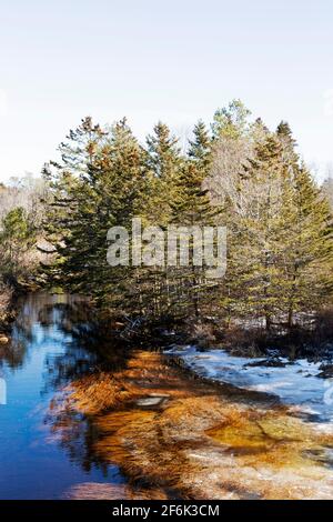 Alberi a Mill Cove a Chester, Nuova Scozia, Canada. L'acqua della baia è parzialmente congelata a causa del tempo invernale. Foto Stock