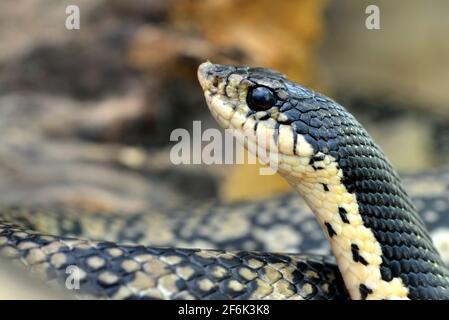 Hognose gigante malgascio ( Leioheterodon madagascariensis ), serpente del Madagascar. Foto Stock