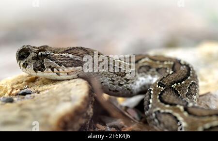 Viper di Russell ( Daboia russelii ), serpente velenoso che vive in Asia del Sud. Foto Stock