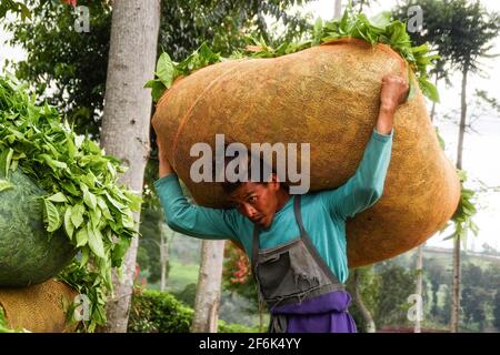 Ciwidey, Indonesia. 01 Aprile 2021. Un lavoratore che porta foglie di tè appena raccolte a Gambung. Istituto di Ricerca per il tè e la cinchona (PPTK) Gambung produce attualmente tè nero e tè verde pronti per essere esportati all'estero. Istituto di Ricerca per il tè e la cinchona (PPTK) Gambung produce attualmente tè nero e tè verde pronti per essere esportati all'estero. Credit: SOPA Images Limited/Alamy Live News Foto Stock