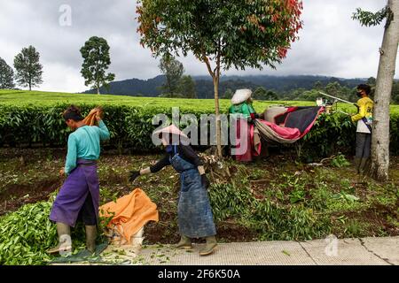 Ciwidey, Indonesia. 01 Aprile 2021. I lavoratori raccolgono foglie di tè raccolte di recente a Gambung. Istituto di Ricerca per il tè e la cinchona (PPTK) Gambung produce attualmente tè nero e tè verde pronti per essere esportati all'estero. Istituto di Ricerca per il tè e la cinchona (PPTK) Gambung produce attualmente tè nero e tè verde pronti per essere esportati all'estero. Credit: SOPA Images Limited/Alamy Live News Foto Stock