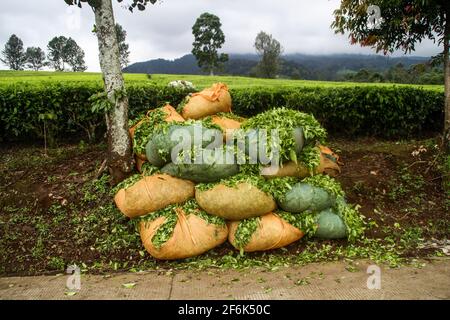 Ciwidey, Indonesia. 01 Aprile 2021. Un mucchio di sacchetti con foglie di tè appena raccolte a Gambung. Istituto di Ricerca per il tè e la cinchona (PPTK) Gambung produce attualmente tè nero e tè verde pronti per essere esportati all'estero. Istituto di Ricerca per il tè e la cinchona (PPTK) Gambung produce attualmente tè nero e tè verde pronti per essere esportati all'estero. Credit: SOPA Images Limited/Alamy Live News Foto Stock