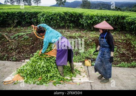 Ciwidey, Indonesia. 01 Aprile 2021. I lavoratori raccolgono foglie di tè raccolte di recente a Gambung. Istituto di Ricerca per il tè e la cinchona (PPTK) Gambung produce attualmente tè nero e tè verde pronti per essere esportati all'estero. Istituto di Ricerca per il tè e la cinchona (PPTK) Gambung produce attualmente tè nero e tè verde pronti per essere esportati all'estero. Credit: SOPA Images Limited/Alamy Live News Foto Stock