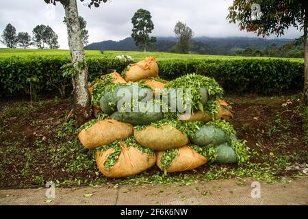 Un mucchio di sacchetti con foglie di tè appena raccolte a Gambung. Istituto di Ricerca per il tè e la cinchona (PPTK) Gambung produce attualmente tè nero e tè verde pronti per essere esportati all'estero. Istituto di Ricerca per il tè e la cinchona (PPTK) Gambung produce attualmente tè nero e tè verde pronti per essere esportati all'estero. (Foto di Algi Febri Sugita / SOPA Images/Sipa USA) Foto Stock