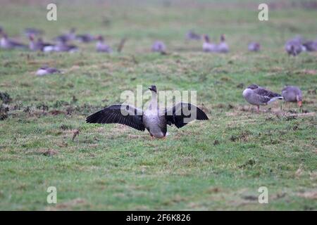 La Taiga Bean Goose (Anser fabalis fabalis) Foto Stock