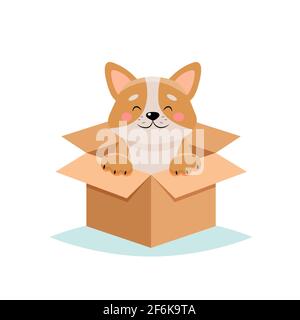 Adotta un animale domestico - cane carino in una scatola, isolato su sfondo bianco Foto Stock