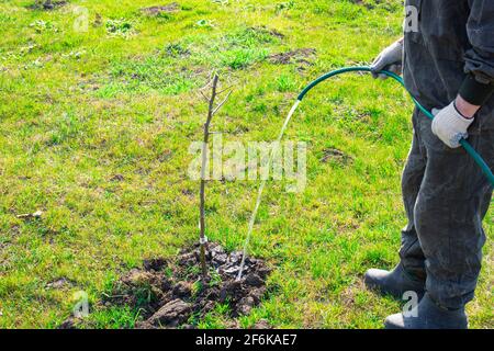 Giardinaggio e orticoltura. Un uomo versa acqua da un tubo su piantine di piante. Cura per le giovani culture. Foto Stock