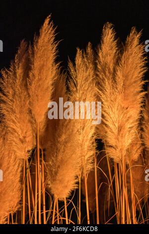 Erba Pampas illuminata dal basso con colori caldi di notte Foto Stock