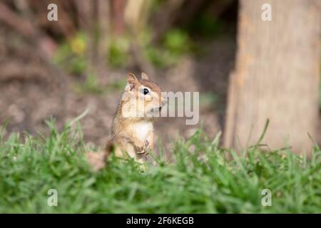 Chipmunk in piedi in un giardino con guance piene di semi Foto Stock