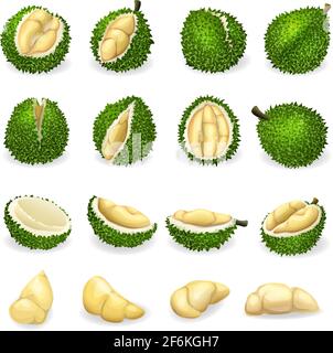 Set di icone Durian, stile cartoon Illustrazione Vettoriale