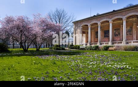 Vista sul foyer nei giardini termali di Baden Baden con un fiorente ciliegio e un prato di crocus. Baden Wuerttemberg, Germania, Europa Foto Stock