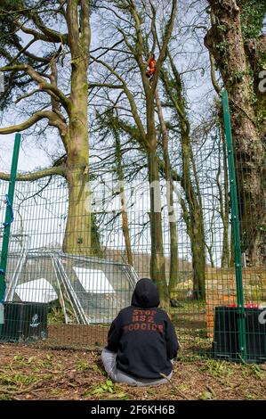 Aylesbury vale, Regno Unito. 1 aprile 2021. Un attivista ambientale testimonia l'abbattimento dell'albero. Gli HS2 stavano sciovando alberi più enormi alla fattoria di Barn di strada in Aylesbury vale vicino Wendover oggi pronto per costruire una fabbrica di Bentonite fuori dell'A413. I locali e gli ambientalisti sono furiosi circa la divestazione che HS2 sta causando ai Chilterns che è un AONB. La ferrovia ad alta velocità 2 da Londra a Birmingham ha un enorme impatto negativo sulla fauna selvatica e l'ambiente. Credit: Maureen McLean/Alamy Live News Foto Stock