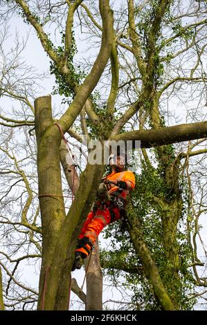 Aylesbury vale, Regno Unito. 1 aprile 2021. Un arto di albero abbattuto vola attraverso l'aria. Gli HS2 stavano sciovando alberi più enormi alla fattoria di Barn di strada in Aylesbury vale vicino Wendover oggi pronto per costruire una fabbrica di Bentonite fuori dell'A413. I locali e gli ambientalisti sono furiosi circa la divestazione che HS2 sta causando ai Chilterns che è un AONB. La ferrovia ad alta velocità 2 da Londra a Birmingham ha un enorme impatto negativo sulla fauna selvatica e l'ambiente. Credit: Maureen McLean/Alamy Live News Foto Stock