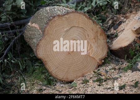 Un log appena tagliato che giace sul terreno, mostrando i vari anelli di crescita Foto Stock