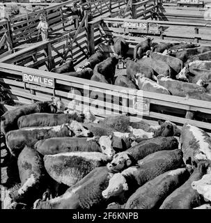 Bovini in penne presso i cantieri di Union Stockyards prima della vendita all'asta. Omaha, Nebraska. 1941. Foto Stock