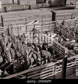 Bestiame nel caricamento di penne pronte per essere spedite alle automobili di trasporto dopo la vendita all'asta. Union Stockyards, Omaha, Nebraska. 1941. Foto Stock