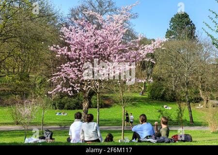 Dortmund, Renania Settentrionale-Vestfalia, 1 aprile 2021. Due coppie e il loro dachshund rilassarsi sul prato. La gente gode del caldo sole nei giardini botanici Rombergpark di Dortmund, dove molti alberi sono ora in fiore. Con una superficie di 65 ettari, Rombergpark è uno dei più grandi giardini botanici del mondo. Credit: Imageplotter/Alamy Live News Foto Stock