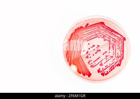 Helicobacter pylori bacteria - Vista dall'alto Foto Stock