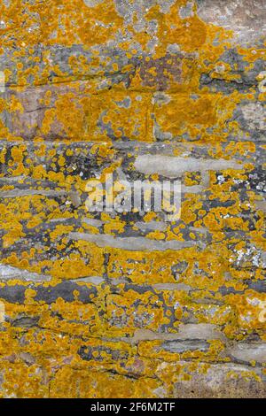 parete coperta di lichene in pietra Foto Stock