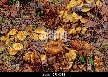 Vecchi funghi chanterelle decadenti con cappelli a curva sulla foresta pavimento Foto Stock