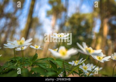 Primo piano di un anemone di legno. Foto Stock