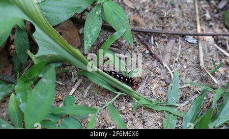 Vista laterale di un bruco nero con punti bianchi una foglia verde caduta sul terreno, sia in primo piano che sullo sfondo in primo piano Foto Stock