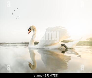 Splendido tramonto di cigno che si riflette nella calma acqua del fiume nebbia mattina con luce dorata e sole. Tranquilla e tranquilla scena dell'alba con Cignus. Foto Stock