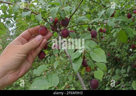 Donna con la mano sinistra raccogliendo frutti maturi di prugna rossa di ciliegia fuori dal giovane albero punteggiato denso di frutti di borgogna arrotondati e succosi e foglie verdi . Foto Stock