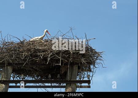Una cicogna bianca seduta in un grande nido di rami grigi su un rustico doppio polo in legno un potere allineare le barre metalliche e gli isolatori con un Foto Stock