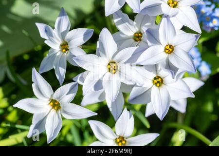 Ipheion uniflorum fiori bianchi stella, chiamato anche la primavera stella, durante marzo, Inghilterra, Regno Unito Foto Stock