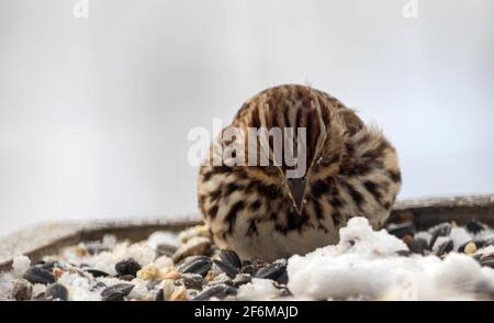 Canzone Sparrow su un alimentatore in inverno Foto Stock