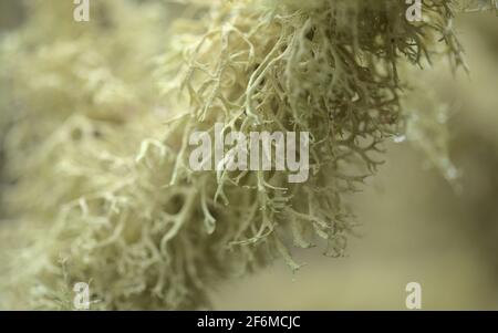 Graden abbandonato in zona umida, rami alberati ricoperti di licheni, sfondo naturale macro floreale Foto Stock